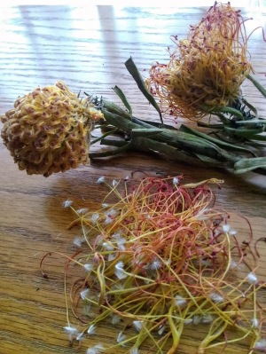 一段階むしり取り