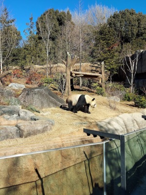 パンダ見に行ってきました