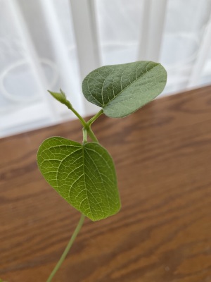 これは大豆⁉︎