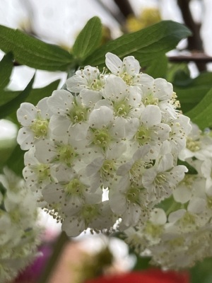 春の花 春の花