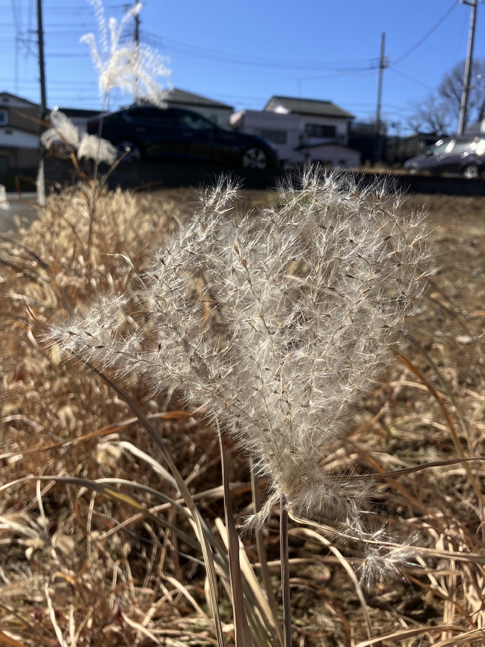 美しいと思うもの