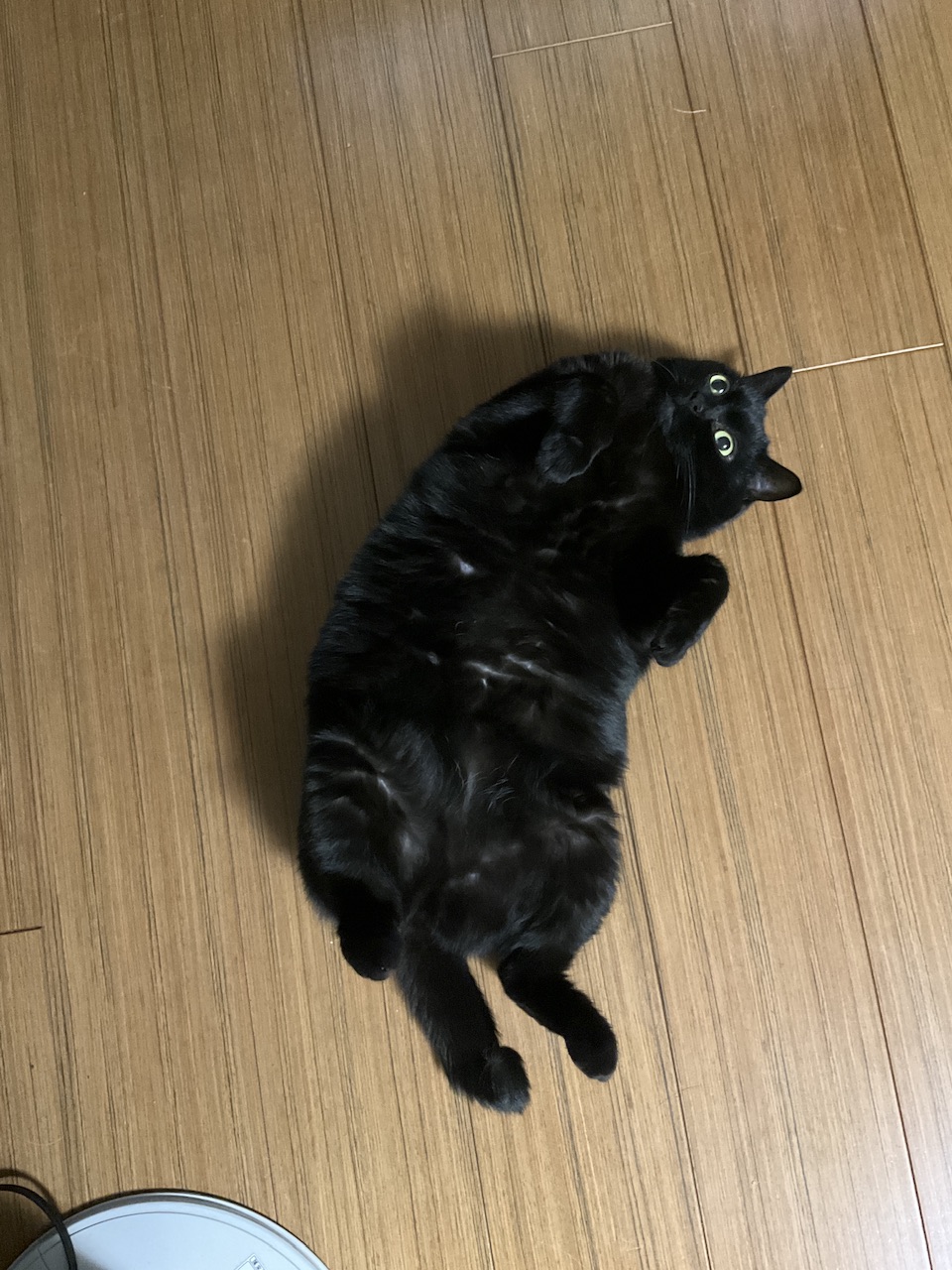 お留守番してたよー