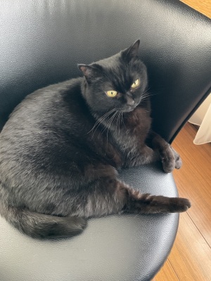 となりのルル