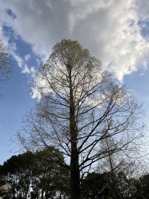昭和記念公園の樹木