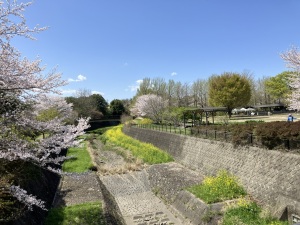 春の残堀川