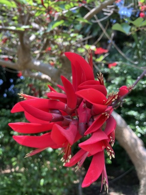 アメリカディゴの花