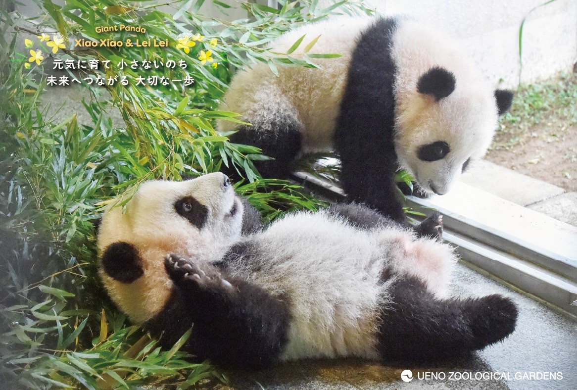 上野動物園のパンダの画像です